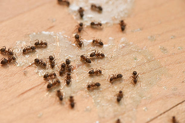 Best Pest Removal Services  in Castle Pines, CO