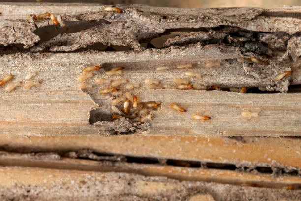 Best Pest Control Cost  in Castle Pines, CO